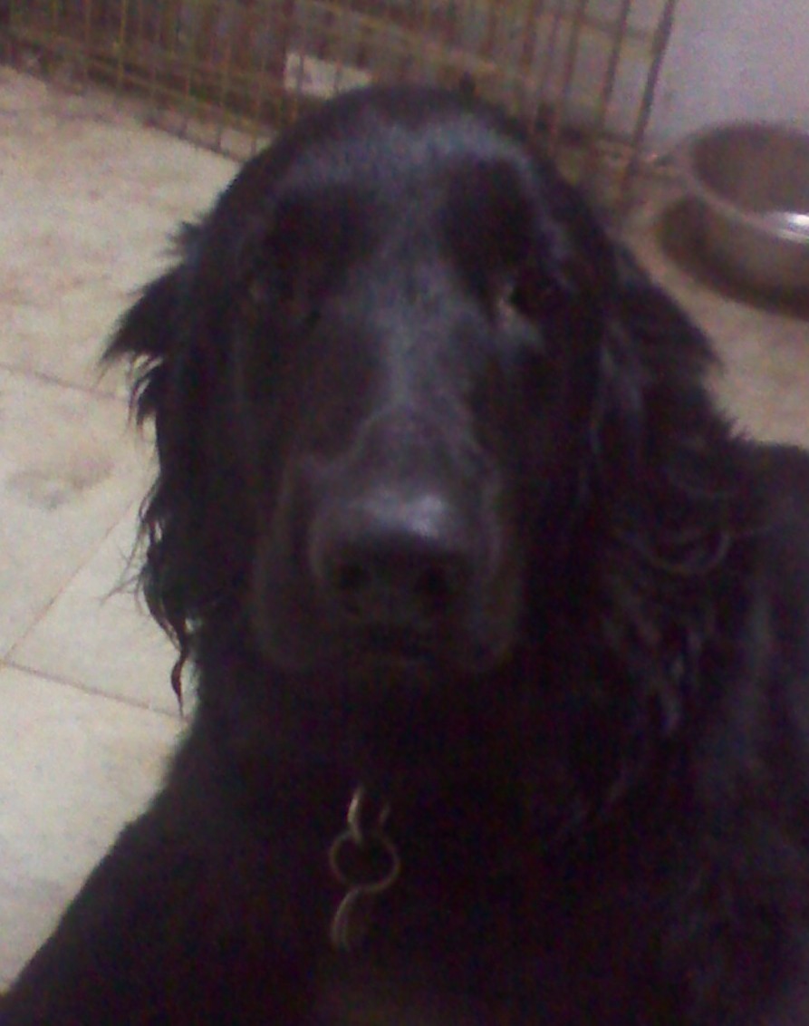 Labradoodle Needs a Home